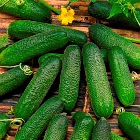 Cucumber Seeds Cucumber Corentine Vegetable Seeds