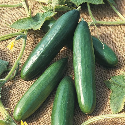 Cucumber Seeds Cucumber Diva Vegetable Seeds