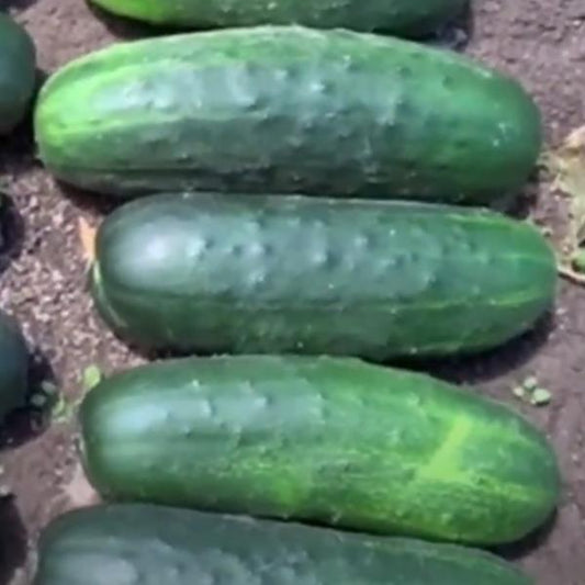 Cucumber Seeds Cucumber Espirit Vegetable Seeds