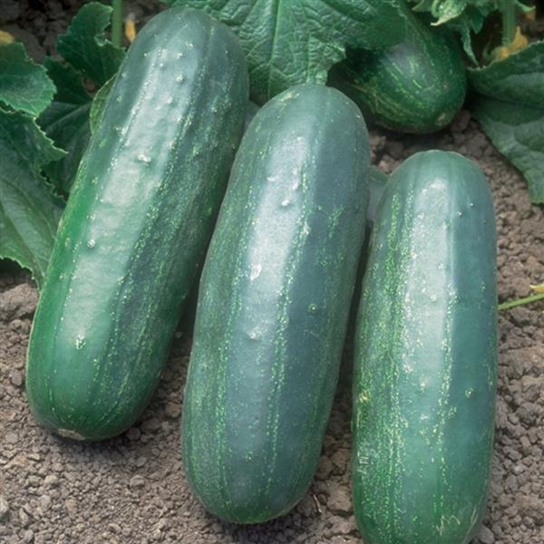 Cucumber Seeds Cucumber Eureka Vegetable Seeds