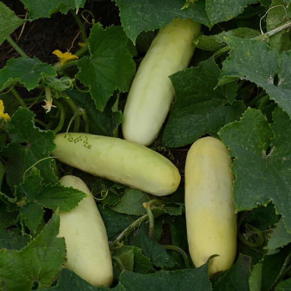 Cucumber Seeds Cucumber Martini Vegetable Seeds