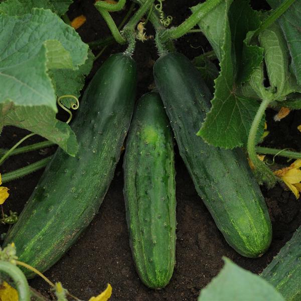 Cucumber Seeds Patio Snacker Slicing Cucumber