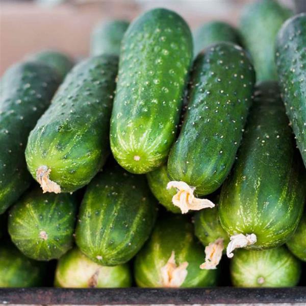 Cucumber Seeds Peticue Slicing Cucumber