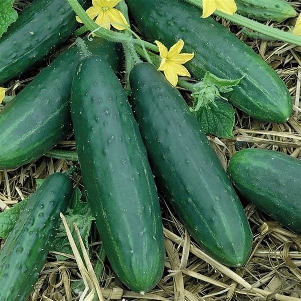 Cucumber Seeds Spacemaster Bush Vegetable Seeds