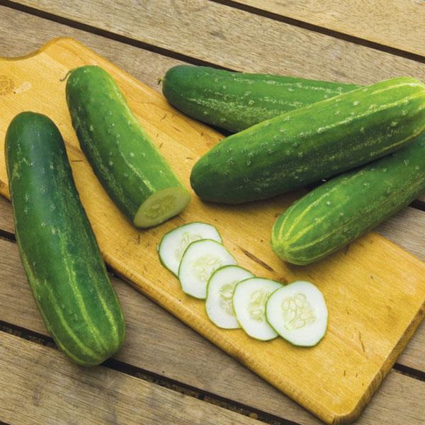 Cucumber Seeds Straight Eight Vegetable Seeds