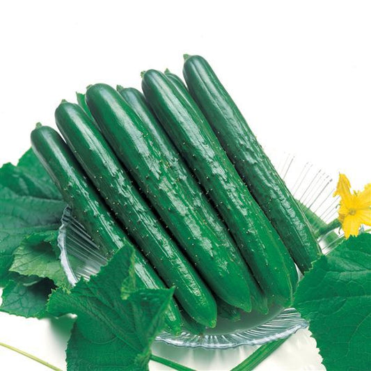 Cucumber Seeds Cucumber Summer Top Vegetable Seeds