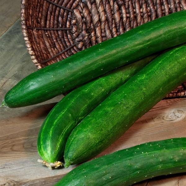 Cucumber Seeds Tasty Green Burpless Cucumber