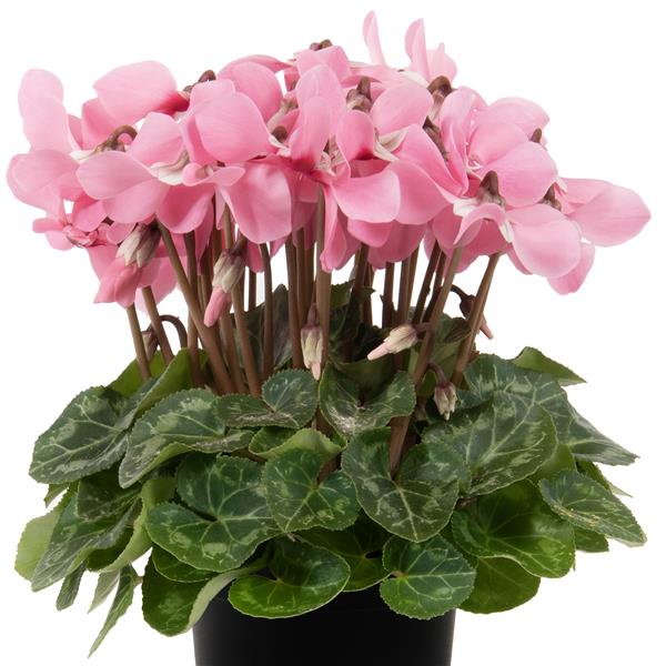 Cyclamen Seeds Cyclamen Djix Salmon Eye