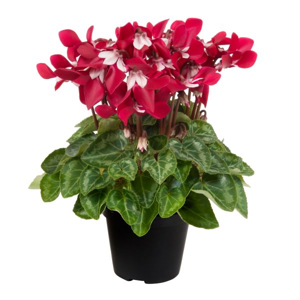 Cyclamen Seeds Cyclamen Djix Wine Red