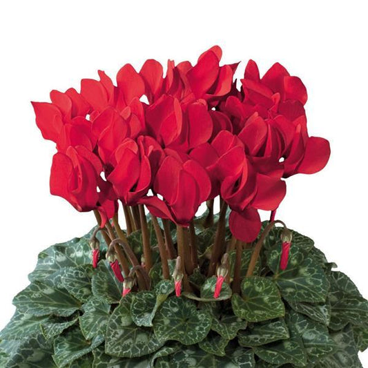 Cyclamen Seeds Cyclamen Dreamscape™ Bright Red