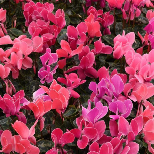 Cyclamen Seeds Cyclamen Dreamscape™ Dark Flamed Mix