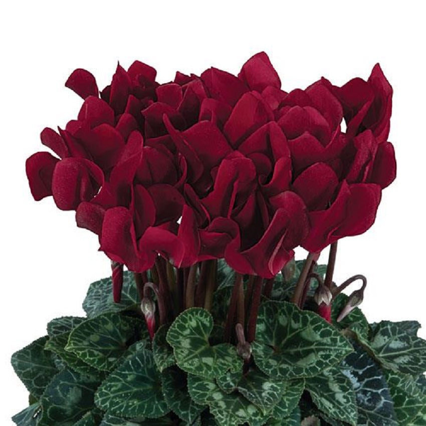 Cyclamen Seeds Cyclamen Dreamscape™ Deep Burgundy