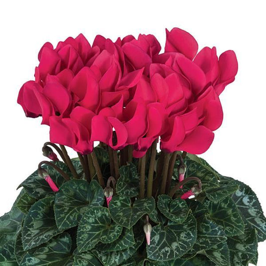 Cyclamen Seeds Cyclamen Dreamscape™ Deep Rose