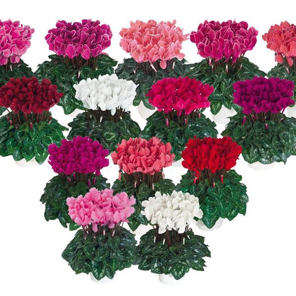 Cyclamen Seeds Cyclamen Dreamscape™ Mix