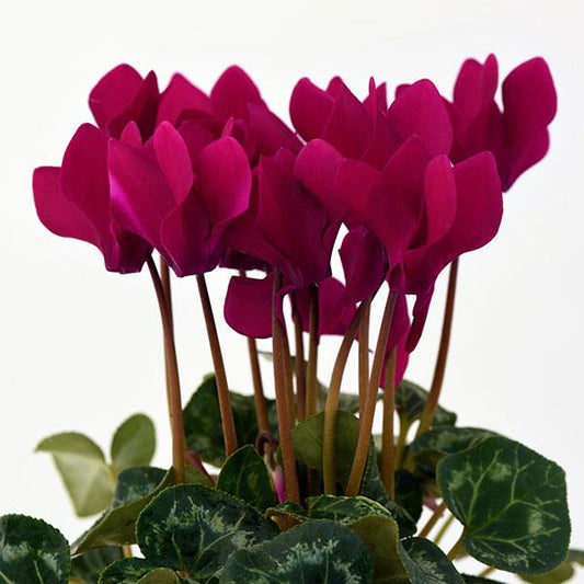 Cyclamen Seeds Cyclamen Dreamscape™ Purple