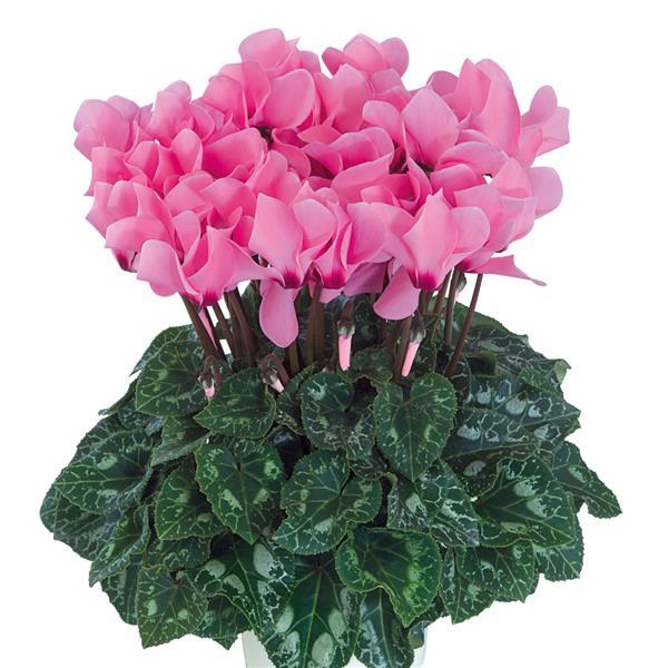 Cyclamen Seeds Cyclamen Dreamscape™ Rose Eye