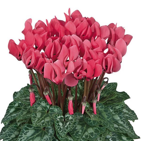 Cyclamen Seeds Cyclamen Dreamscape™ Salmon Eye