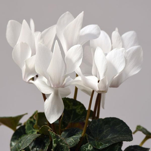 Cyclamen Seeds Cyclamen Dreamscape™ White