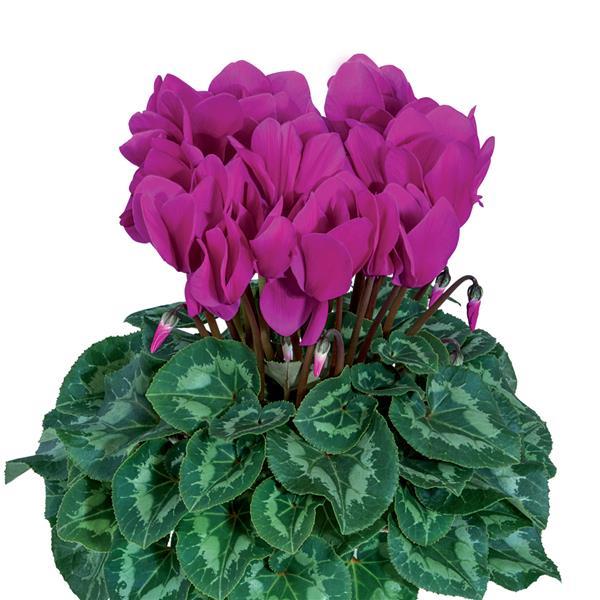 Cyclamen Seeds Cyclamen Halios® HD Bright Purple