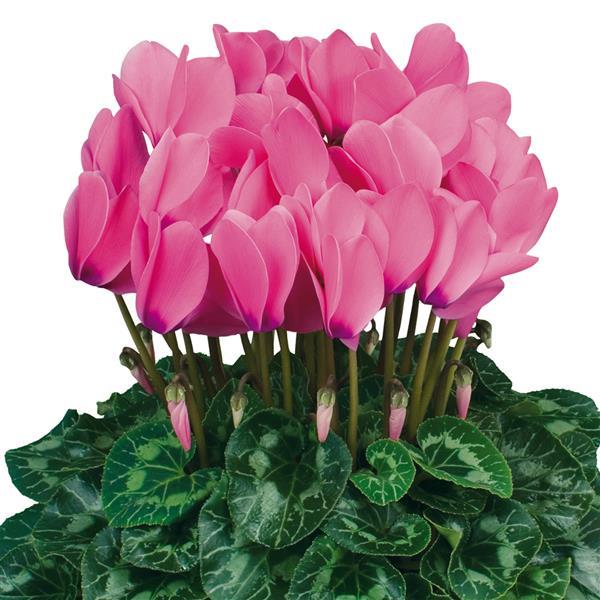 Cyclamen Seeds Cyclamen Halios® HD Bright Rose