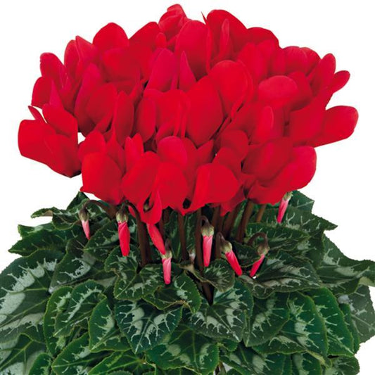 Cyclamen Seeds Cyclamen Halios® HD Bright Scarlet