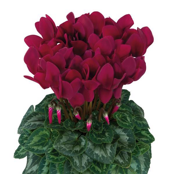 Cyclamen Seeds Cyclamen Halios® HD Deep Magenta