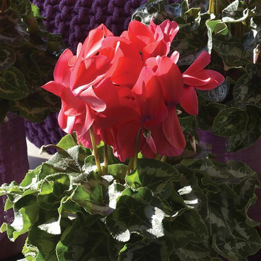 Cyclamen Seeds Cyclamen Halios® HD Grenadine