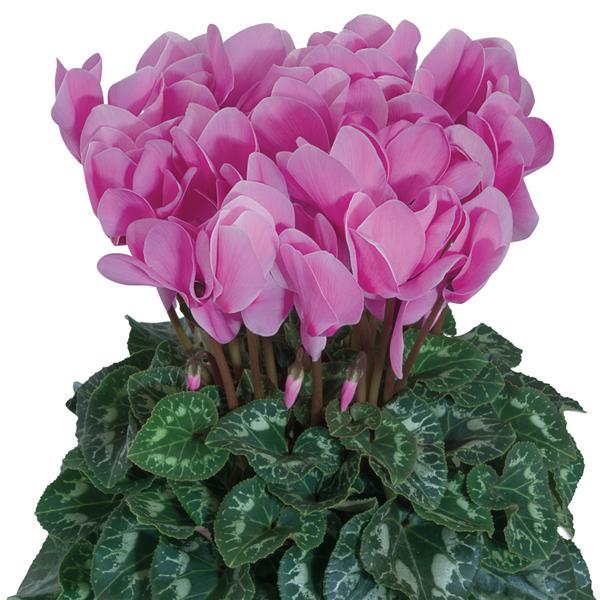 Cyclamen Seeds Cyclamen Halios® HD Lavender