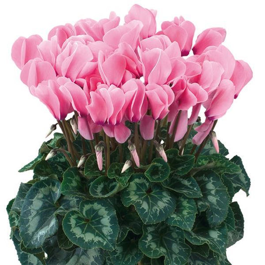 Cyclamen Seeds Cyclamen Halios® HD Light Rose