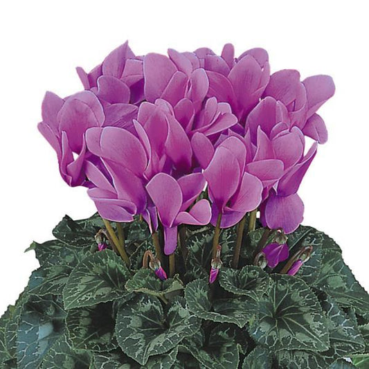 Cyclamen Seeds Cyclamen Halios® HD Lilac