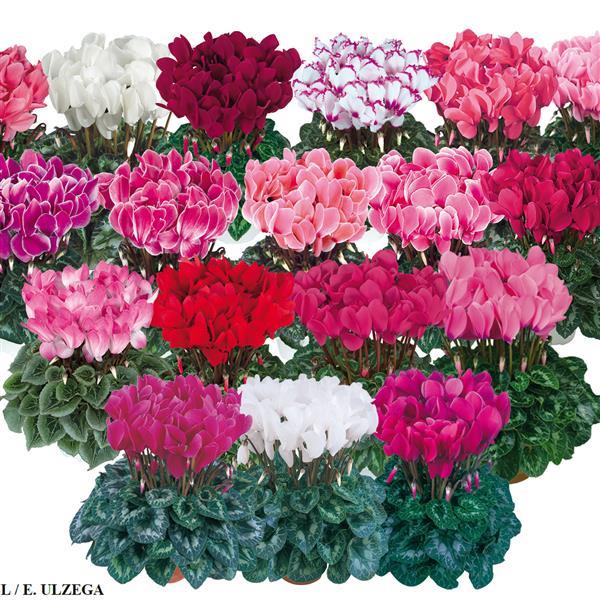 Cyclamen Seeds Cyclamen Halios® HD Mix