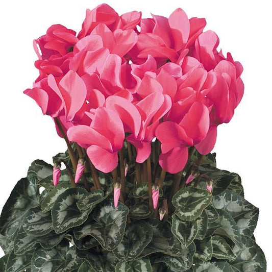 Cyclamen Seeds Cyclamen Halios® HD Salmon