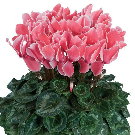 Cyclamen Seeds Cyclamen Halios® HD Salmon Flame