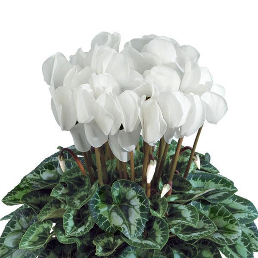 Cyclamen Seeds Cyclamen Halios® HD White