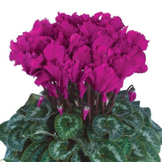 Cyclamen Seeds Cyclamen Halios® Select Curly Bright Purple