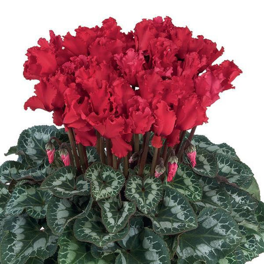 Cyclamen Seeds Cyclamen Halios® Select Curly Bright Scarlet