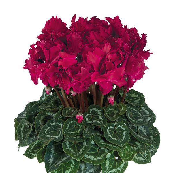 Cyclamen Seeds Cyclamen Halios® Select Curly Deep Magenta