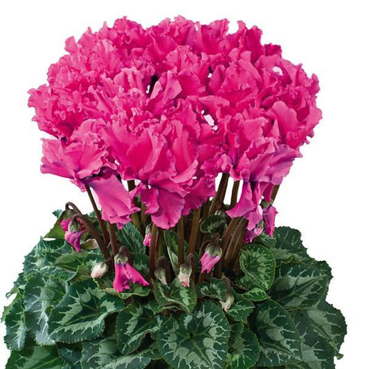 Cyclamen Seeds Cyclamen Halios® Select Curly Deep Rose