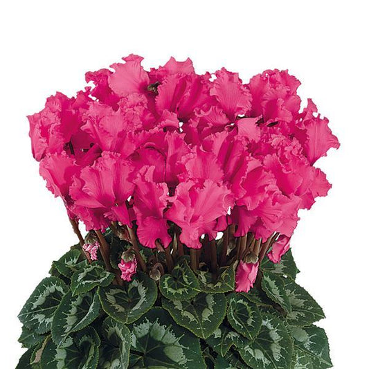 Cyclamen Seeds Cyclamen Halios® Select Curly Indian Rose