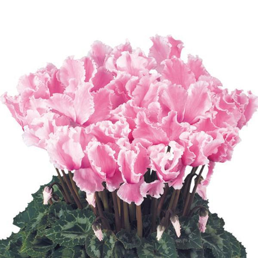 Cyclamen Seeds Cyclamen Halios® Select Curly Light Rose Flamed