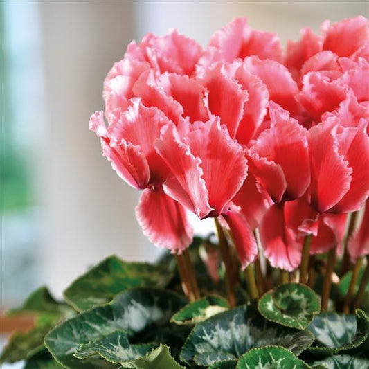 Cyclamen Seeds Cyclamen Halios® Select Curly Litchi Salmon