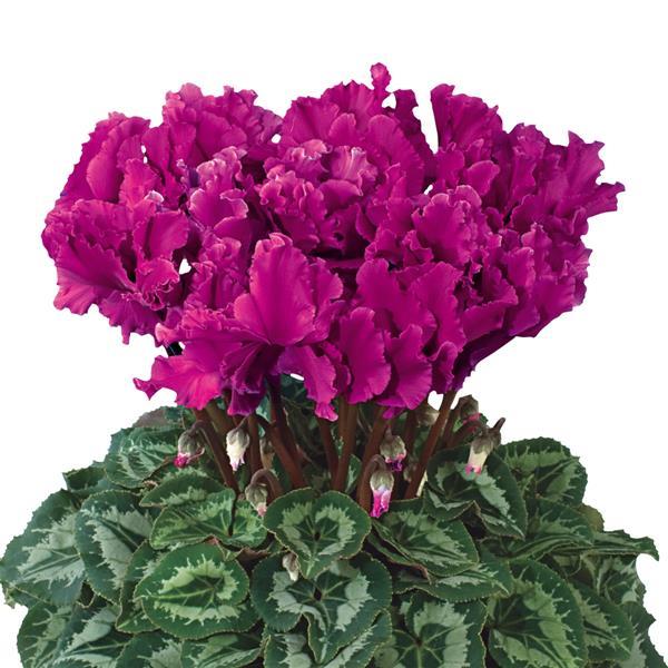 Cyclamen Seeds Cyclamen Halios® Select Curly Purple