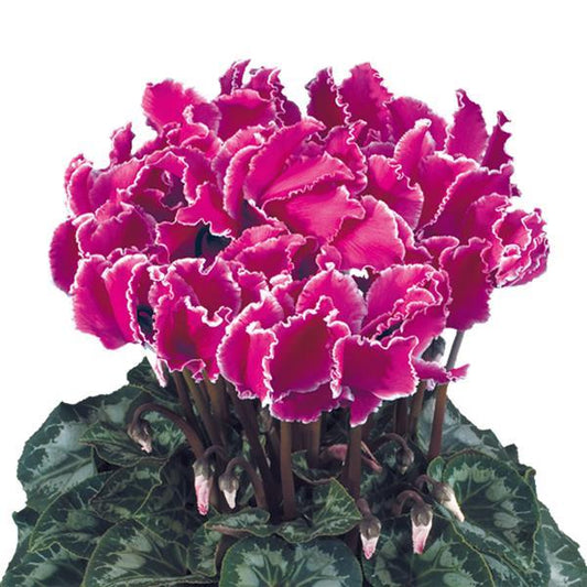 Cyclamen Seeds Cyclamen Halios® Select Curly Purple Edge