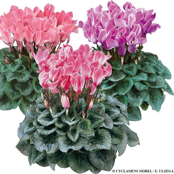 Cyclamen Seeds Cyclamen Halios® Select Flame Mix Silverleaf