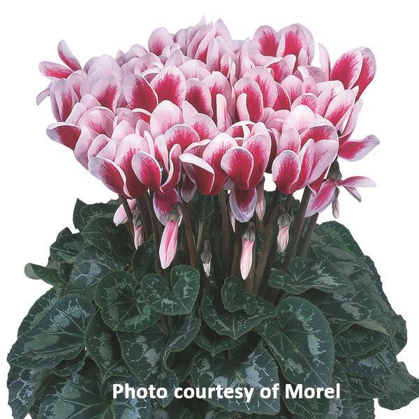 Cyclamen Seeds Cyclamen Halios® Select Fantasia Magenta