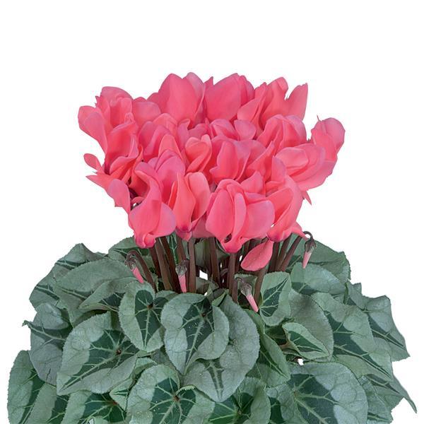 Cyclamen Seeds Cyclamen Metalis® Midi Salmon