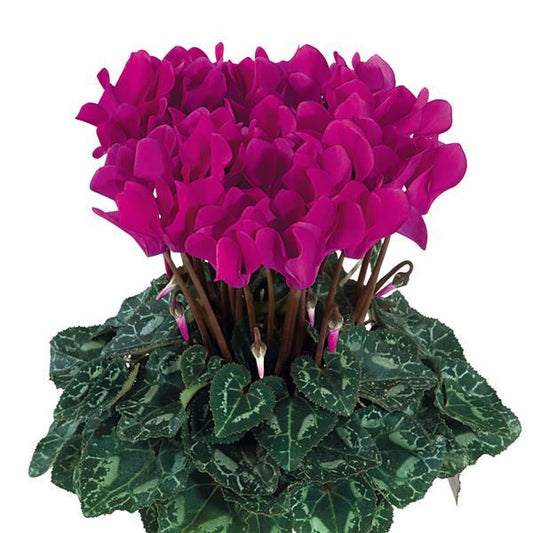 Cyclamen Seeds Metis® Bright Purple