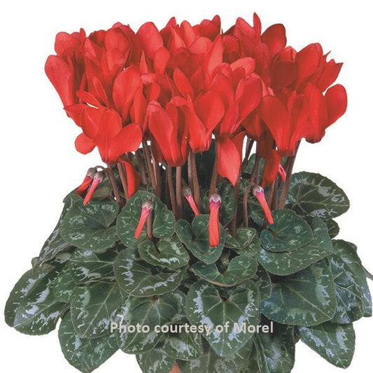 Cyclamen Seeds Metis® Bright Red Compact