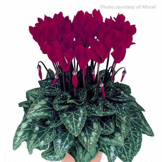 Cyclamen Seeds Metis® Deep Magenta