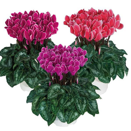 Cyclamen Seeds Metis® Edge Mix